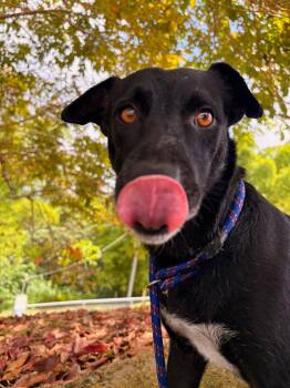 Minerva -  Mixed Breed Dog for Adoption in New York, New York - Minerva | PetCurious