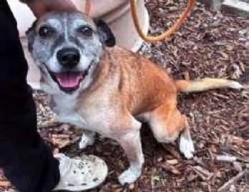Cutie Pie -  Australian Shepherd Dog for Adoption in Sudbury, Massachusetts - Cutie Pie | PetCurious