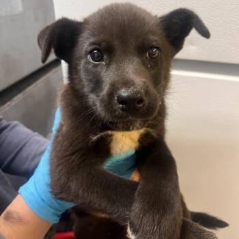Cattle Dog and Shepherd Dogs Available for Adoption in Hattiesburg, Mississippi - Wasabi | PetCurious