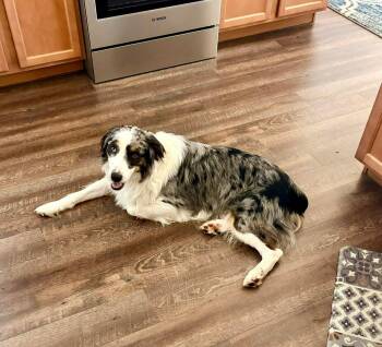 River -  Australian Shepherd Dog Available for Adoption in Middle Township, New Jersey - River | PetCurious