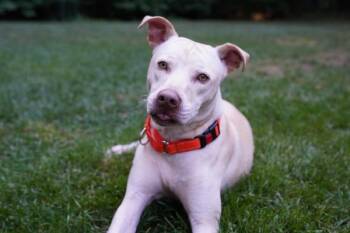Simba -  Terrier Dog for Adoption in Stratham, New Hampshire - Simba | PetCurious