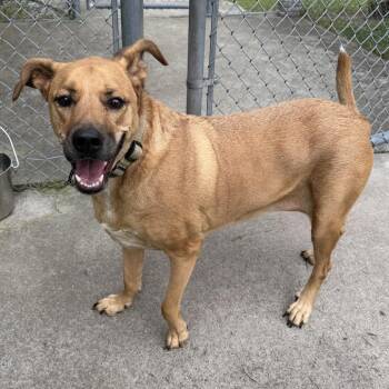 Cookie -  Mixed Breed Dog for Adoption in Chesapeake, Virginia - Cookie | PetCurious