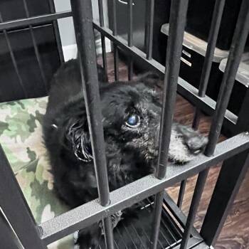 Dachshund Dogs Available for Adoption in St. Louis, Missouri - Buckee | PetCurious