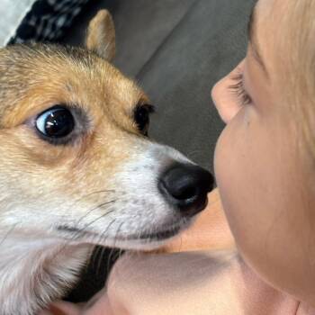 Myra D70630 -  Corgi Dog for Adoption in Minnetonka, Minnesota - Myra D70630 | PetCurious