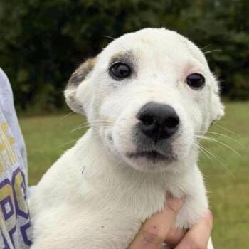 Bernadette -  Husky Dog for Adoption in Ottawa Hills, Ohio - Bernadette | PetCurious