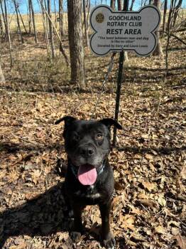 Pit Bull Terrier Dogs Available for Adoption in Richmond, Virginia - Thor | PetCurious