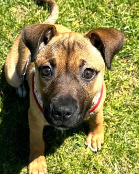 Shepherd Dogs Available for Adoption in Grayslake, Illinois - Damira | PetCurious