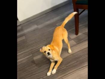 Toby -  Terrier Dog for Adoption in Vancouver, Washington - Toby | PetCurious
