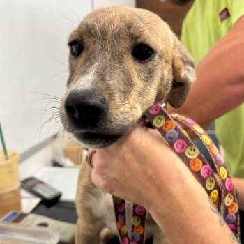 Grace -  Terrier Dog for Adoption in Evensville, Tennessee - Grace | PetCurious
