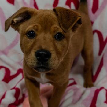 Labrador Retriever Dogs Available for Adoption - Maxwell | PetCurious