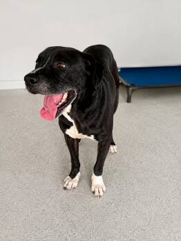 Chopper -  Mixed Breed Dog for Adoption in Thomson, Georgia - Chopper | PetCurious