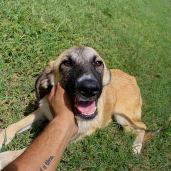 Mulan JuM -  Great Pyrenees and Mixed Breed Dog for Adoption in Austin, Texas - Mulan JuM | PetCurious