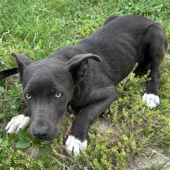 Pit Bull Terrier and Catahoula Leopard Dog Dogs Available for Adoption in Austin, Texas - Tweedledee | PetCurious
