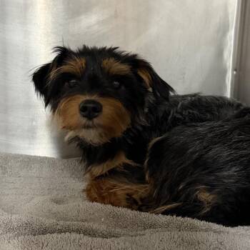 Shower Curtain -  Yorkshire Terrier Dog for Adoption in Northbrook, Illinois - Shower Curtain | PetCurious