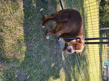 Milo -  Pit Bull Terrier Dog for Adoption in Panama City, Florida - Milo | PetCurious