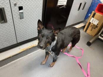 DAKOTA -  Australian Cattle Dog Blue Heeler Dog for Adoption in Antioch, California - DAKOTA | PetCurious