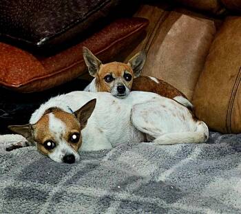 Rescue Chihuahua Dogs for Adoption in Garland, Texas - Polly And Lucy | PetCurious