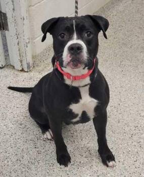 Chadwick -  Pit Bull Terrier and Mixed Breed Dog for Adoption in Kansas City, Missouri - Chadwick | PetCurious