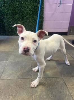 Pit Bull Terrier and Mixed Breed Dogs Available for Adoption in El Paso, Texas - 60915474 | PetCurious