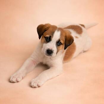 Labrador Retriever Dogs Available for Adoption - Turbo | PetCurious