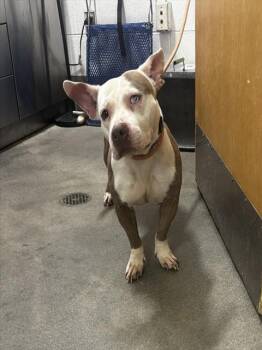 VICTORIA -  Pit Bull Terrier Dog for Adoption - VICTORIA | PetCurious
