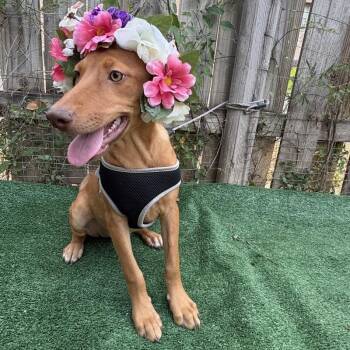 Caramel -  Shepherd Dog for Adoption in Woodstock, Ontario - Caramel | PetCurious