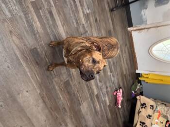 Rescue Mountain Cur and American Bulldog Dogs for Adoption in Sequatchie, Tennessee - River Leigh | PetCurious