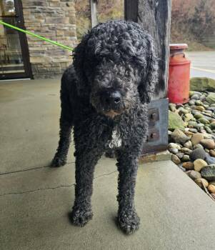 Poodle Dogs Available for Adoption - Jazzy | PetCurious
