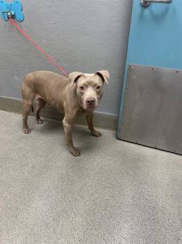 RHINO -  Pit Bull Terrier Dog for Adoption in Las Vegas, Nevada - RHINO | PetCurious