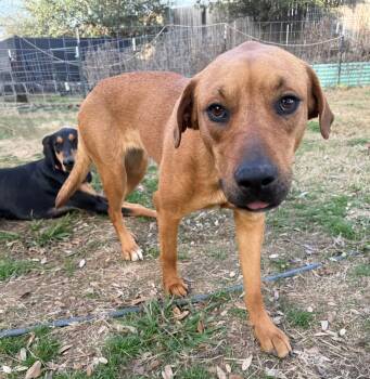 Labrador Retriever and Black Mouth Cur Dogs Available for Adoption - Taffy | PetCurious