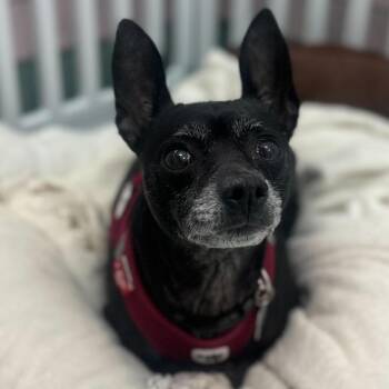 Harrisburg 13682 -  Rat Terrier and Chihuahua Dog for Adoption in San Francisco, California - Harrisburg 13682 | PetCurious