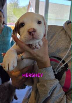 Labradoodle and American Staffordshire Terrier Dogs Available for Adoption in Muskego, Wisconsin - Hershey The Labradoodle/Terrier Mix Puppy | PetCurious