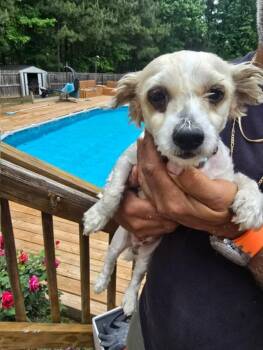 Maltipoo Dogs Available for Adoption in Williamsburg, Virginia - Tigger | PetCurious