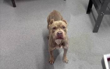 Mixed Breed Dogs Available for Adoption in West Chester, Pennsylvania - Marmalade | PetCurious
