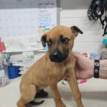 Mountain Cur Dogs Available for Adoption in Camden, Tennessee - Thor AKA Sparky | PetCurious