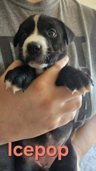 Ice Pop -  Husky and Pit Bull Terrier Dog for Adoption in West Peoria, Illinois - Ice Pop | PetCurious