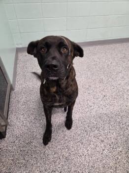 Terrier Dogs Available for Adoption in Athens, Tennessee - Rayger | PetCurious