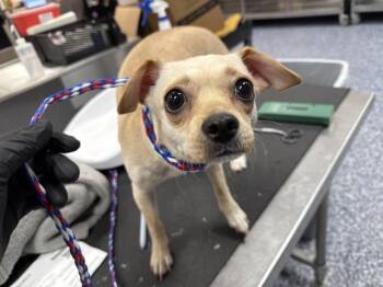 ROSIE -  Chihuahua Dog for Adoption in Riverside, California - ROSIE | PetCurious