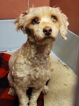 Poodle and Mixed Breed Dogs Available for Adoption in Houston, Texas - COOKIE | PetCurious