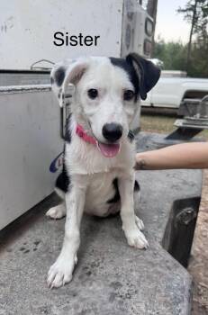 Sister -  Border Collie Dog for Adoption in Manchester, Connecticut - Sister | PetCurious