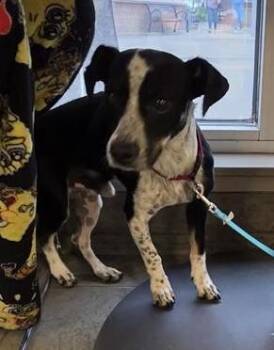 Terrier Dogs Available for Adoption - BISCUIT | PetCurious