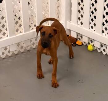 Great Dane and Mixed Breed Dogs Available for Adoption in Los Angeles, California - Dame Taterina Of Yukon | PetCurious
