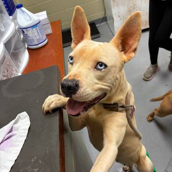 Rescue Mixed Breed Dogs for Adoption in Columbus, Georgia - 11/21/2025-Stray-WarmSpringsRoad-1 | PetCurious