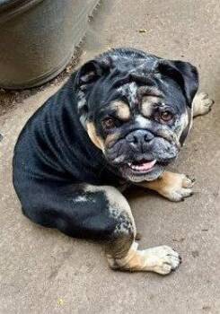 Chrome -  English Bulldog Dog for Adoption in Buffalo, New York - Chrome | PetCurious
