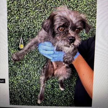 Aniya -  Terrier and Mixed Breed Dog for Adoption in Tacoma, Washington - Aniya | PetCurious