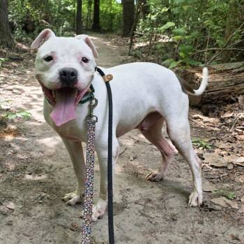 RERUN (Ice Hill) -  Pit Bull Terrier Dog for Adoption in Greensboro, North Carolina - RERUN (Ice Hill) | PetCurious