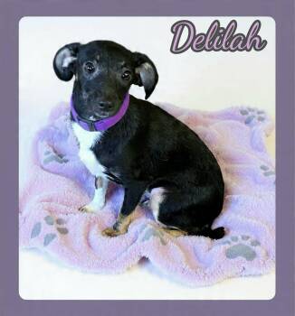 Rat Terrier and Miniature Pinscher Dogs Available for Adoption - Delilah | PetCurious