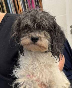 Bucky -  Miniature Poodle and Mixed Breed Dog for Adoption in Kansas City, Missouri - Bucky | PetCurious