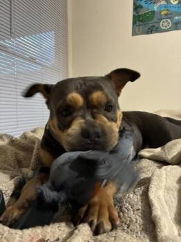 Ruffles -  English Bulldog and American Staffordshire Terrier Dog for Adoption in Austin, Texas - Ruffles | PetCurious