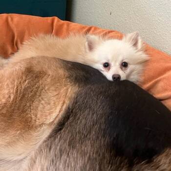 Pomeranian and Mixed Breed Dogs Available for Adoption in Fayetteville, Arkansas - Monster | PetCurious